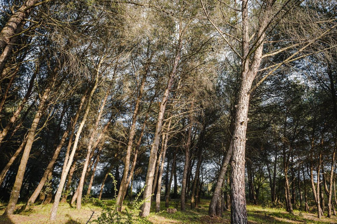 Ad Un Passo Da Cisternino - Trulli Con Foresta, Bici E Barbecue ชิสแตร์นีโน ภายนอก รูปภาพ